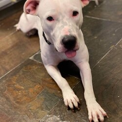 Adopt a dog:Lokey/Dogo Argentino/Female/Baby,Lokey is a sweet even tempered 1 year old Dogo mix. Lokey weighs 50 lbs. She is friendly and calm around all dogs, cats, adults, and children. Lokey loves to be near her people for play, snuggles and pets. She is somewhat clingy and would be great for a person who is home alot. Lokey is fully vetted: spayed, current on vaccines and chipped, and her adoption fee is $350. If you would like to meet (and fall in love with) Lokey, please fill out an adoption application on our website located at www.pawprinthearts.com.

PLEASE NOTE: We only adopt to homes within 1 hour drive from Tampa.