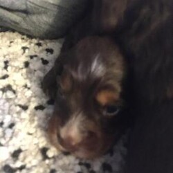Beautiful tri colour Working cocker spaniels/Cocker spaniel/Mixed Litter/3 weeks,1 beautiful tri colour cocker spaniel for sale. Dam is chocolate, tan, white. Sire is a beautiful fox red. I own both parents and they are house reared. All pups will be microchiped, 1st vaccines, wormed and KC registered. They have been legally docked and dew clawed and have certificates. All pups are tri coloured. There is 1 male  left. Both parents are workers. £500 deposit required ( no refunds).