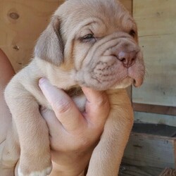 Adopt a dog:French Mastiff & Neapolitan Mastiff puppies/Mastiff/Male/Female/Younger Than Six Months,One girl left in search for an adopting family,. They 4 weeks old tomorrow, already big in size and willkeep growing to be large big dogs as you can see the parents in pictures. Mum isover 55 kg Dogue de Bordeaux andfather 70 kg Neapolitan Mastiff. This isthe first litter for our mum and she is avery good mother to her puppies.Parents are lovely gentle and loyal familyfriends . They need your attentions andlove and as they not very energetics theystill love to follow you around have abath in the dam or sleep on your legwhile you relaxing. They are very goodwith kids but you need to be watchingthem if you have young toddlers because the dogs are not aware of their weight