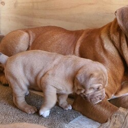 Adopt a dog:French Mastiff & Neapolitan Mastiff puppies/Mastiff/Male/Female/Younger Than Six Months,One girl left in search for an adopting family,. They 4 weeks old tomorrow, already big in size and willkeep growing to be large big dogs as you can see the parents in pictures. Mum isover 55 kg Dogue de Bordeaux andfather 70 kg Neapolitan Mastiff. This isthe first litter for our mum and she is avery good mother to her puppies.Parents are lovely gentle and loyal familyfriends . They need your attentions andlove and as they not very energetics theystill love to follow you around have abath in the dam or sleep on your legwhile you relaxing. They are very goodwith kids but you need to be watchingthem if you have young toddlers because the dogs are not aware of their weight