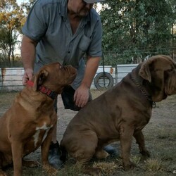 Adopt a dog:French Mastiff & Neapolitan Mastiff puppies/Mastiff/Male/Female/Younger Than Six Months,One girl left in search for an adopting family,. They 4 weeks old tomorrow, already big in size and willkeep growing to be large big dogs as you can see the parents in pictures. Mum isover 55 kg Dogue de Bordeaux andfather 70 kg Neapolitan Mastiff. This isthe first litter for our mum and she is avery good mother to her puppies.Parents are lovely gentle and loyal familyfriends . They need your attentions andlove and as they not very energetics theystill love to follow you around have abath in the dam or sleep on your legwhile you relaxing. They are very goodwith kids but you need to be watchingthem if you have young toddlers because the dogs are not aware of their weight