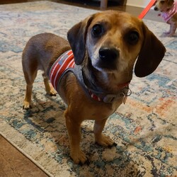 Adopt a dog:RUDY/Dachshund/Male/Adult,MEET RUDY!!!

Rudy is dachshund blend! He is about 2 yrs old and he is looking for a new home!!

He is  very affectionate and loves to cuddle and be in your lap! He enjoy playing with other dogs. 

Want to meet this little gem?

EMAIL:
mini-mutts@outlook.com

(fosters/adopters must be in the Dallas/Fort Worth/Rockwall or surrounding area only)

NO SMALL CHILDREN
NO APARTMENTS

*********************************************
TO APPLY-Your dog's heartworm prevention and testing must be seen on vet records or other proof must be included. The records must show 2 years of continuous prevention.

***Your application will not be approved without this documentation.***

*********************************************

***If no previous dog history we require the purchase of one year supply of heartworm prevention. (cost $40) added onto adoption fee. ***