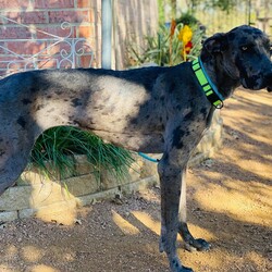 Adopt a dog:Edith/Great Dane/Female/Young,Miss Edith is a sweet 2 yo Dane looking for her forever couch!

Edith needs a loving family to bring her out of her shell. She is shy at first but warms up to her person and loves attention. Edith is house and crate trained, good with other dogs and cats! Edith is still a puppy that loves to play with her foster brothers and sisters! She will be fully vetted, vaccinated and microchipped prior to adoption.

We will require Edith to be in training within 30 days of adoption. Basic obedience training is very important and a great chance for Edith and her new family to bond with each other.

For more information about our adoption process and an application please visit www.whitekissesgreatdanerescue.com/adopt