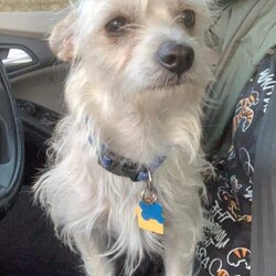 Adopt a dog:Emmitt/Cairn Terrier/Male/Young,EMMITT

Emmitt is a 1 yr old 8 lb carin terrier mix.  He is sweet and social with people and other dogs.  He is very good on a leash and in the car.  His foster has a dog door and loves going in and out.   Emmitt is a high energy puppy. He needs another small dog to play with in his new home.    Emmitt is on the GO.
Emmitt would win The Friendliest Contest.  He does not know a stanger. He loves children.  Love, loves his toys.  He will play fetch and tug of war.


If interested in Emmitt, please send us an inquiry here. We will send you our
application. We require a completed, approved application in order to set
up a meet and greet.

REQUIREMENTS:
Small dog in the home for Emmitt to play
Work/Stay at home parent
Fenced in backyard.
NO APARTMENTS
Vet Reference
Home Visit
Completed application

Thank you.