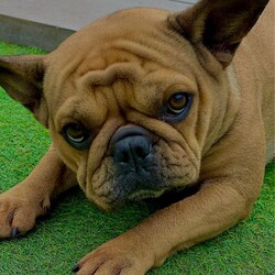 44 Best Pictures Brown Female French Bulldog Names : Lilac French Bulldog Puppy For Sale- French Bulldog California