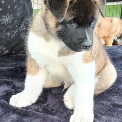American Akita Puppies/Akita//Younger Than Six Months,American Akita pups .born 30/09/20, available 05/12/20.6 males. No papers. . Pups are microchipped, wormed & 1st vaccination given.We are registered with QLD DOg Breeder Register, Breeder number BIN 0007972327416. . Pups sold depending on suitability and compatibility. If pup not suitable, please return to breeder for full refund under 6 mth of age/partial refund post 6mths by negotiation.We have six American Akita Puppies for sale.They are 8 weeks old and will be ready for their forever homes at 10 weeks old on the 07/12/2020.They will only go to approved homes.Famillies with experience with the breed will be highly looked upon, or those that are wanting a pup of this breed and are aware of what it entails.All puppies come with a puppy bag worth $150, toys, training book for American Akitas from puppy to adult etc.Puppies weigh between 8kg to 10kg at present.beautiful nature, parents can be veiwed also, they also have beautiful loving natures and temperaments too.
