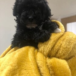 Beautifull toy poodle bitch puppy/Toy poodle/Female/7 weeks,I have one outstanding little girl puppy looking for her forever new home ,SHe will be ready to leave in 2 week Both of her parents are kc registered ,mum is family pet and dad is my sister's family pet ,Also mum and dad have certificates to prove both are PRA clear ,which also means puppy is clear ,,mum and dad are absolutely adorable ,and both are used to children and household noises ,Mum is red in colour and dad is a parti, silver and white ,I want my puppy to go to a family home ,not to be used for breeding purposes,hence this is the reason I am not kc registering her ,although all papers can be seen for mum and dad ,My little girl will be visiting the vets this week for her first vaccination ,health check and microchip ,She is wormed and fleed up to date ,if you require any further information pls ask ,pls be aware you can view puppy but you must adhere to all covid restrictions ,thank you for viewing