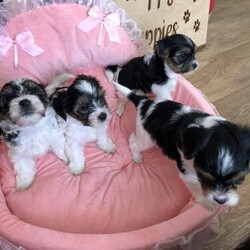 Biewer Terrier Puppies/Biewer Terrier/Mixed Litter/8 weeks,Fifi - Reserved
Fiona - £2700
Filip - £2500
Freddy - £2500
8 week old Biewer Puppies ready to go to loving forever homes next week.
My puppies are raised in a loving home with my family Biewers and Yorkshire Terriers.
Both parents can be seen.
All puppies are toilet trained.
Puppies have 1st vaccination , vet checked, wormed and microchipped.
They will come with their own pet bed, food and also toys.
Could you offer my Happy Puppies a loving home?
Deposit is not refundable.