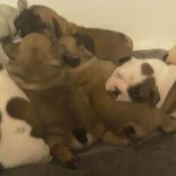 Adopt a dog:Stunning Kc Reg French Bulldog Puppies/French Bulldog//4 weeks, 4 days old ,Beautiful french bulldog puppies lovingly home reared, looking for loving forever homes. Gorgeous confident, healthy chunky puppies. KC Registered, will be vaccinated, microchipped, wormed, flead, and vet checked and insured. Puppy pack supplied with breed info, advice and a puppy blanket etc. Ready to go from 23rd December 2020. Mum and Grandma can be seen. Bitches all sold. Dogs available from £2000
