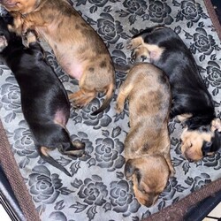 Mini Dachshund Puppies For Sale/Miniature Dachshund//2 years, 8 months old ,Born 8.11.20

Beautiful KC reg puppies
PRA clear 
Our beloved pet dog Luna, has had her first litter to carry on my late mother’s name (her KC name is after her.) 

She is silver dapple from a champion blood line, and the dad is also KC reg and PRA clear (pics available).

She has had 4 pups on 8th November 2020..

Mum and babies will be available to see early December. All pups will be vet checked, wormed and come with papers.

Black and Tan girl £3200 (sold)
Black and Tan girl £3200
Red dapple girl £3200
Deposits will ensure first pick of the litter.
They will be brought up in a loving family home with kids.
Puppies are available to be homed early January 2021

£300 deposit required