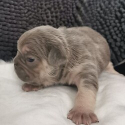 Adopt a dog:French Puppies/French Bulldog//3 weeks, 1 day old ,Beautiful Kc registered French bulldog puppies boys and girls available. 
Mum is Lilac and tan she selfwhelped whole litter with no problems. She is health tested clear her dna atat dd coco kyky no brindle no pied. She comes from Don Choc, Designer Bulls from Essex lines. 
Dad Arthur Lilic and Tan carries testable **b** chocolate what you need to produce Lilac Isabella and the new shade of chocolate. He is the son of Brutos from Don Frenchys one of the first testable chocolate carriers in the UK. So great lines on both sides. 
All puppies Lilac and tan 50% of chance new shade chocolate and isabella producers. They will come Vet checked, Kc papers, microchiped, 1st injection etc. 
Boys £2500 
Girls £3500 waiting for dna for *b* testable chocolate.