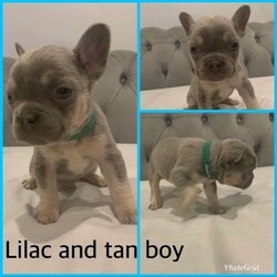 Adopt a dog:Stunning French Bulldogs For Sale/French Bulldog//5 weeks, 5 days old ,Im am very excited to announce that my beautiful loving girl treacle has given birth to 8 beautiful puppys my girl is blue and tan and is 5 generation pedigree she’s has many championship bloodlines and is all round fun and loving. she is such a brilliant mum I’m so proud of her. dad is the famous Bentley lilac and tan quad also 5 generation pedigree with championship bloodlines. Both mum and dad are fully heath tested. Puppy’s will be used to house hold noises and children as they will be raised in our family home these pups are top quality and no exspence has been spared!!

Puppy’s will leave 
* fully heath checked 
* all vaccinations up to date 
* flead and wormed 
*microchipped 
*5week free puppy insurance 
*kc documents 
* puppy pack with blanket with scent of mum and current food they will be on and also a lifetime of advice and support 
A deposit of £300 will reserve the puppy of your choice 

Red collar blue pied boy £3000
Blue collar blue and tan boy SOLD
Black collar lilac pied boy SOLD
Green collar lilac and tan boy £3500
Yellow collar blue and tan girl £3500
Purple collar lilac and tan girl £4000
Orange collar blue pied Girl £3000
Pink collar lilac and tan girl £4000

Puppy’s will be ready to leave for there new loving homes on the 13thDecember but willing to also keep them an extra week to the 20th December for Christma