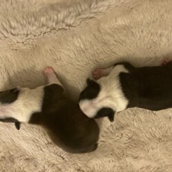 3 Pups Left Black White Seal White Boston Pups/Boston Terrier//2 weeks old ,Our beloved pedigree lilac Boston terrier has self Welped her first litter of 6 beautiful puppies. Puppies are going to be reared in our loving family home surrounded by children, all pups have excellent markings and they all have a full white collar! Mum is a medium sized lilac Boston and dad is a black and white Boston coming from wildax blood lines, we are looking for their loving forever home from 08/01/21. updates on progression will be sent. 
Viewings at anytime are welcome 

We have 4 girls and 2 boys 

3 x black/white 1 x seal/white Girls 
1 x black/white 1 x seal/white Boys 

All pups will come with the following

* full health check 
* micro chip 
* first vaccination 
* KC registerd 
* puppy pack 
* 4 week free insurance 

Deposits will be required to reserve a pup any queries don’t hesitate to contact [telephone removed] x Seal/white girl reserved 
2 x Black/white girl reserved