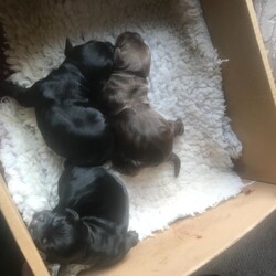 Gorgeous Sprockers/Sprocker//1 week old ,Our gorgeous cocker bitch has produced a lovely litter of choc and black sprockers. Mum KC reg cocker and dad KC reg springer. Both working dogs and can be seen. Have great temperaments.

I am happy to answer and questions

2 x chocolate bitches *Both reserved*
1 x black bitch
2 x black dogs
1 x chocolate dog

Mum is our gorgeous red cocker spaniel who has many FTC in her pedigree. She has a great personality and great with the children ageing from 1-14.

Dad is our beautiful liver and white springer spaniel. He is a traditional type, short and stocky with a wider head.

Pups will not be docked.
Will be brought up inside in a family environment with 2 children. Will be health checked and microchipped as well as 1st vaccination. All will be wormed and have flea treatments.

Zoom calls/FaceTime etc can be arranged.

Available to be viewed at 4 weeks of age on 18th December and a £500 deposit will secure the pup at viewing when you are happy.

Ready to leave 15th January.