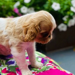 spaniel