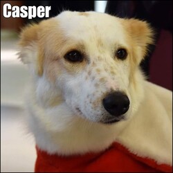 Adopt a dog:Casper/Canaan Dog/Male/Adult,Our gorgeous 3 year old Canaan dog CASPER still needs a forever home!!!

CASPER fought for his life in Jordan after being struck on the back with a metal pipe.

He healed, but was left with significant damage to his spine/back legs.

He then came here looking for a forever home.

We did all we could with the hope that he would be able to walk again, but it has been determined that he will not walk again...

This boy has been through so much in his short life.

He holds no grudges and only wants to be loved.

This is where you come in...

CASPER needs a special home, one that is patient and capable of caring for a disabled dog.

He has wheels and does well in them, but he definitely requires extra care and attention.

He can live with another dog or a cat.  We figure kids 8+ is best because of his disability.

Wouldn't you love to look into these dreamy eyes, thanking you for being his hero...his best friend, every day?!?!

CASPER is available to ready, willing and able homes on Long Island and Queens.  We will consider further away for the right home.

Application, vet check and home check required.  

Phone: 917-864-2443
Email: fofdogrescue@yahoo.com