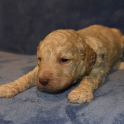 Banner/Goldendoodle/Male/,Meet this handsome boy, Banner! He's a spunky little dude that knows how to keep you on your feet. He loves anything stuffed and his head tilts whenever he hears a squeak. This little guy will be sure to amuse you with a lifetime of memories. He loves walks and to be outside. Night time is the best time however, when he snuggles up to you and puts his head on your shoulder, it's just priceless. He will come to his new home up to date on his vaccinations. Banner is truly one of a kind, so hurry and pick him! He will be sure to shine and make every day for you a happy one.
