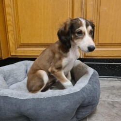 Saluki/Saluki/Male/9 weeks,2 pure bred saluki pups 9 weeks old flead wormed every 2 weeks inoculation and vet checked with paper work there now ready for there forever homes both mom and dad are available to be viewed this is the best line of saluki in the UK phone for further details