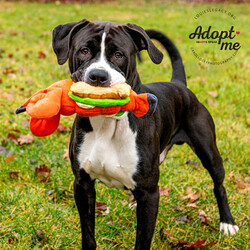 Adopt a dog:Ollie/Pit Bull Terrier/Male/Adult,Introducing Ollie a 68 pound, 3.5 year old, handsome Pitbull.  Ollie catches people's attention on his several daily walks because he is so charming and well behaved.  He loves to walk around the neighborhood and explore the many smells.  He is crate trained and goes into his kennel without missing a beat.  He prefers to be with his humans and will bark if he feels like he is being left out.  He loves human interaction and affection.  He is very obedient when he is told to sit and lay down.  He loves treats and will follow commands quickly.  He loves playing with his squeaky stuffed animals and will entertain himself-and his foster moms-with his hysterical play.  He has such soulful eyes that will melt your heart.  His adoption fee is $250.00.


To adopt this pet, please visit https://www.louieslegacy.org/adopt

All of our dogs come spayed or neutered, fully up to date on vaccinations, including rabies (if age appropriate) and bordetella, are microchipped, heartworm negative, current on flea/tick and heartworm prevention, dewormed, and treated for any ailments found upon veterinary examination. The adoption fee covers a portion of these services, and makes it possible for us to continue rescuing animals.  

For more information on the adoption fees and the adoption process, please complete our adoption application here: https://www.louieslegacy.org/adopt - an application allows us to get to know your family better so we can assess whether the animal you are interested in is a good match for your home. An application does not obligate you to adopt. Please understand that due to the volume of applications some animals receive, we are unable to contact all applicants. If your application is considered a good fit for the dog you are interested in, or even a different pet, a volunteer will give you a call as soon as possible.  

We are a foster based rescue and do not have a shelter location where dogs can be seen during the week. Please see our Facebook page at https://www.facebook.com/LouiesLegacy for our weekly adoption album if you are interested in meeting a dog in person. Not all animals attend every adoption event, please check our Facebook page for animal event times and locations before you make a trip to meet a specific animal.

Thanks so much for caring about a needy animal!