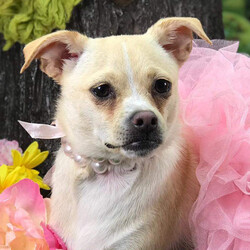 Adopt a dog:Miss Riley/Chihuahua/Female/Young,Available for Adoption

Miss Rylie
She was in her loving  home until unforeseen changes. 
Miss Riley Chihuahua Mix - 1 year old and 10 lbs.....she is a sweetheart, she does take time to warm up to her new family, she does do well with other dogs and cats her size.....we do not recommend small children in the home. we do feel she will need a secure fenced in back yard. 

??Please stop by this week Monday- Saturday 8-5

??Please call before heading our way, to make sure we still have who your looking for! (859)744-7729

All rescues are vet checked, heart-worm tested, flea/tick and heart wormed treatment, wormed, micro-chipped, spayed/neutered and up to date on all vaccinations and Groomed. Application & Adoption fee do Apply? 

https://www.adoptapet.com/shelter84225-pets.html

Can not foster or adopt but you would like to support our cause- FairyTails Pet Adoption Wish List-

https://www.amazon.com/gp/registry/wishlist/3IE7IZ93OLROX

Available at:
FairyTails Pet Spaw and Adoption
6049 Lexington Rd
Winchester, Ky 40391
(859)744-7729