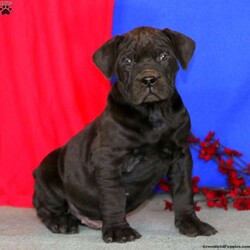 Captain///African Boerboel Puppy,This Puppy Found A Home!