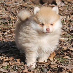 Zane/Pomeranian/Male/,Hey! My name is Zane and I'm ready for you to pick me, so that I can brighten up our home! I'm full of life and fun. I can be the best movie, walking, and cuddle buddy that you will ever come across! Both of my parents are exceptional examples of our breed. I will arrive to you healthy and with my vaccinations up to date, before wiping my paws on our welcome mat. Ready for a lifelong best friend? Well, I'm ready for my forever family!