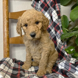 Deacon/Goldendoodle/Male/,Are you looking for the best puppy ever? Well, you found me! My name is Deacon and I am the best! How do I know? Well, just look at me. Aren't I adorable? Also, I come up to date on my vaccinations and vet checked from head to tail, so not only am I cute, but healthy too! I promise to be on my best behavior when I'm with my new family. I'm just a bundle of joy to have around. So, hurry and pick me to show off what an excellent puppy you have!