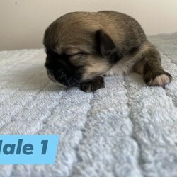 Adopt a dog:Tibetan Spaniel Puppies/Tibetan Spaniel//Younger Than Six Months,4 Beautiful PuppiesFemale) Light Sable with white chest and socks (sold pending)Male 1) Dark sable with white chest and socksMale 2) Light sable with white chest and socksDOB - 28/12/20Ready for homes 22/2/21Both Mum and Dad have exceptional temperaments and puppies are raised in a loving family environment. Fed quality puppy food.All will be wormed, vaccinated and microchipped.Feel free to text or call for more information/photos of the pup your interested in. RPBA3156BIN0004828193689