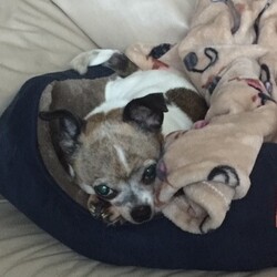 Adopt a dog:Destiny/Chihuahua/Female/Adult,Hi, I’m Destiny, but you can call me Miss Independent! I am 13.5 years young (born April 2007) and I weigh ten pounds.  CRT has made sure that I am up to date on vaccines, had my heartworm test, got my microchip and take my monthly heartworm preventative. 

I get along well with other small dogs as long as they are docile, but I am too feisty for larger dogs, cats, or small children. I’m sweet, but I have a sassy side and will give you a little warning nip if I need my personal space. I prefer to dine alone so I can enjoy my food in peace, away from the other dogs.

As an older gal, I’ve earned my share of pampering! I like to be carried up and down the stairs and will wait patiently for you to carry me across hard flooring to the carpet I prefer. I require a strict potty schedule to avoid accidents in the house. I’m mostly crate trained, but I don’t like to be left alone for long periods of time.

I have a loud bark, and I’m not afraid to speak my mind if I hear loud noises or see neighbors in the yard! I’m told I’m a bit hard of hearing, so my foster family supervises me in the yard to keep me safe.  I love it when they let me explore outside or take me for walks or car rides.

I might take a little time to warm up to you, but once I do, I will be a loyal lap warmer and will curl up at the foot of your bed for a cozy snooze. I’m currently living in Wixom, Michigan, but I’d love to live out the rest of my years with you!

If you are interested in adopting Destiny, please DO NOT SEND A MESSAGE TO OUR RESCUE GROUP.  We are too busy placing dogs in great homes to answer messages and inquiries through the listing site.  

PLEASE GO TO THE LINK BELOW TO COMPLETE AN ADOPTION APPLICATION.
 
www.chihuahua-rescue.com/adoption-application
 
CRT requires an approved adoption application and a home visit for all adoption applicants.  CRT transports to OH, KY, IL, MI, MN, WI.