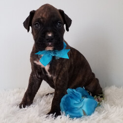 Bartz/Boxer/Male/,Are you looking for the best puppy ever? Well, you found me! My name is Bartz and I am the best! How do I know? Well, just look at me. Aren't I adorable? Also, I am coming up to date on my vaccinations and vet checked from head to tail, so not only am I cute, but healthy too! I promise to be on my best behavior when I'm with my new family. It's just a bundle of joy to have me around. So, hurry and pick me to show off what an excellent puppy you have!