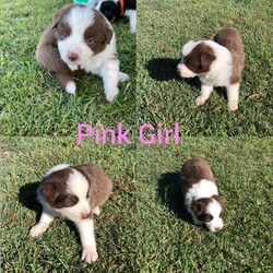 Purebred Border Collie Puppies/Border Collie//Younger Than Six Months,8 purebred Border Collies looking for their forever homes 