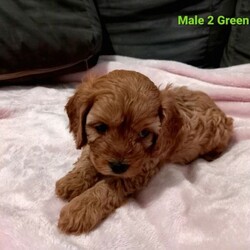 Adopt a dog:Gorgeous Male First Gen Toy Cavoodle Puppies!/Other//Younger Than Six Months,Gorgeous Toy First Generation Cavoodle puppies! 3 Males left!Both parents DNA tested. Paperwork available for viewing. Mother is a Black and Tan Cavalier King Charles Spaniel. Father is a Red/Caramel Toy Poodle.4 x MalesCream - Green CollarRed/Caramel - Dark Blue Collar SOLDBlack and Tan Light Blue CollarBrindle Black Tan and White - Red Collar2 x Red Females- Pink Collar SOLD- Purple Collar SOLDAll puppies will come vet checked vaccinated microchipped. Regularly wormed and flee treated.Puppies were born Friday 11.12.2020Will be available for new homes at 8 weeks 05.02.2021Responsible Pet Breeders AssociationRPBA 3119Breeder Identification NumberBIN0008553077099Puppies raised in a family environment, used to children other dogs and will be socialized with cats when they get a bit older.Cavoodles are popular for allergy sufferers due to their hypoallergenic coat. They thoroughly enjoy cuddles and lap time, they're very friendly and easy to train due to their intelligence.Puppy pack included.$5,500 eachMessage or call for more information or to arrange a viewing.