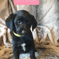 Adopt a dog:***Only 1 black Labradors girl left***/Labrador/Female/8 weeks,I have 1 beautiful Labrador girl left from a litter of 7. They were born on the 21/11/2020 and will be ready to leave for there forever homes on the 18th of January
They are all eating wet and dry food and have been fleaed and wormed they will come with micro chip and 1st vaccinations.
Mum is a beautiful 5 year old black Labrador this is her 3rd litter with the same dad and she is our family pet. Dad is a handsome chocolate Labrador hes 8 years old and is also the owners family pet.
£200 non refundable deposit will secure your puppy then the rest on collection.
They are £2,800 each