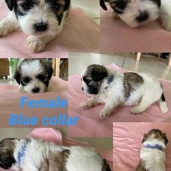 Shih Tzu / Maltese puppies - READY TO VIEW/Maltese//Younger Than Six Months,SELLING FAST!Responsible Pet Breeders Member 3081Registered dog breeder with the QDBRQueensland Dog Breeder RegistrySupply number - CRM:0271989BIN 0004565372195Males $2900Females $3200Shih Tzu / Maltese (Malshi) puppies.Gorgeous colours with Browns & Tri colour puppies.Both Females & Males availableCan be viewed now! No holds - must secureMum is pure bred Shih TzuDad is Maltese / Shih TzuPics of parents uploaded. Mum light colour, Dad Black & White.All of our beautiful puppies come with;* First vaccinations - C3* Micro-chipping* Well stocked Puppy care pack* Vet & Health checkedDOB 29/12/2020 ready approx 23rd FebI am located Brisbane Northside.