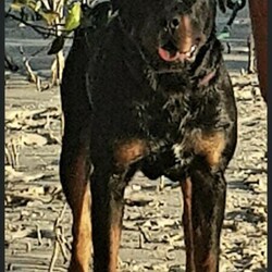 Adopt a dog:Rottweiler female pup/Rottweiler//Younger Than Six Months,Female roti pup avail 4th febCome microchipped, vaccinated , wormed and vet checkedNot paperedCan view parentsGreat family pet and home security investmentBreeder identification number: BIN0000777886298Member of dog world kennel clubDwkc13934Sunshine Coast qld******4074 REVEAL_DETAILS Will not send photos.. meet and great only..No interstate buyers unless meet in person 1st