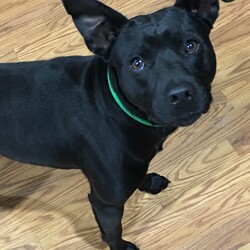Adopt a dog:Reeper/Pit Bull Terrier/Male/Adult,Reeper is a pit bull/Weimaraner.  He appears to be around 2 years old.  He has done great here with the other dogs we had him around.  He would benefit from a active family and a fenced yard.  To apply, email us, or call/text 937-205-9933 for a application.