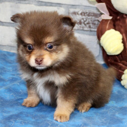 Lucy/Pomeranian/Female/,It’s the smiles, the laughs, the warm hugs and the sweet kisses, or the joy of just being together, these are the things that really matter to me. I really want to be a part of those thing in your life. My name is Lucy and I am ready for my forever family. I am a sweet puppy who loves playtime and is always up for a good cuddle. If you think I am the puppy for you, please make the call that brings me home! I can't wait to meet you!