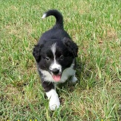 Adopt a dog:Border Collie Puppies/Border Collie//Younger Than Six Months,Border collies are active intelligent dogs that require a lifestyle that can accommodate to their needs and give them a lot of love and attention. We have 4 beautiful pure bred border collie puppies currently looking for their new forever homes.Free delivery to the Sunshine Coast on January the 31st of JanuaryThe puppies will come wormed, flea treated, mirco chipped, vaccinated and with a puppy transition pack to help them settle into their new homes.Their mother red and white, while their father is black and white. The puppies also carry merle genes and will have a medium length coat.There are 1 girl and 3 boys available (see photos attached) $3000 each. Please note that all potential owners must have a meet and greet before securing your puppy. Puppies will be ready for their new homes from Saturday the 30/01/2021If you have any queries please don't hesitate to ask and thank you for taking the time to read through out the advertisement. TEXT ONLY.Father is Black and WhiteMother is Red and WhiteBreeder identification number: BIN0008454690055RPBA #3084