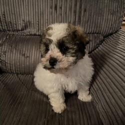 Adopt a dog:Shih tzu cross Bichon/Shih tzu cross Bichon/Female/10 weeks,Beautiful litter of Shih tzu cross Bichon
Puppies all girls 8 weeks parents can be seen
They will become part of the family with their personalities they have been wormed flead vet checked vet said lovely puppies had1st inj been microchipped ready to go to their forever homes with puppy pack blanket food toy brush