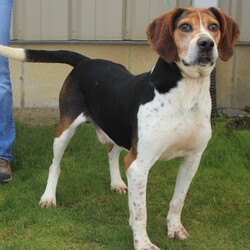 Adopt a dog:JD/Treeing Walker Coonhound/Male/Adult,JD is a 4 year old male Walker Hound that was picked up by the Dog Warden as a stray.  Perhaps he was hunting and didn't do well and was left behind, or maybe someone just didn't want him anymore.  We are here to change that for him and get him into a home where he can become the sweet companion that hounds can be.  He is very strong and has no leash manners, but he is learning and will get better with that.  He will definitely need a fenced yard to allow him his 