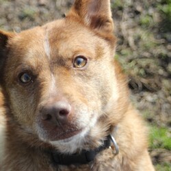 Adopt a dog:Buddy/Cattle Dog/Male/Adult,Buddy is a Red Heeler mix that is 4 years old and weighs 46 lbs.  He doesn't care for other dogs and will need to be the only dog in the home.  He previously lived chained outside and he wants to be part of a family now with a comfy bed.  $25 adoption fee.

Get adoption application at https://www.fchsanimals.org/adopt.html