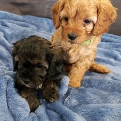 Adopt a dog:Gorgeous Male First Gen Toy Cavoodle Puppies!/Other//Younger Than Six Months,Gorgeous Toy First Generation Cavoodle puppies! 3 Males left!Both parents DNA tested. Paperwork available for viewing. Mother is a Black and Tan Cavalier King Charles Spaniel. Father is a Red/Caramel Toy Poodle.4 x MalesCream - Green CollarRed/Caramel - Dark Blue Collar SOLDBlack and Tan Light Blue CollarBrindle Black Tan and White - Red Collar2 x Red Females- Pink Collar SOLD- Purple Collar SOLDAll puppies will come vet checked vaccinated microchipped. Regularly wormed and flee treated.Puppies were born Friday 11.12.2020Will be available for new homes at 8 weeks 05.02.2021Responsible Pet Breeders AssociationRPBA 3119Breeder Identification NumberBIN0008553077099Puppies raised in a family environment, used to children other dogs and will be socialized with cats when they get a bit older.Cavoodles are popular for allergy sufferers due to their hypoallergenic coat. They thoroughly enjoy cuddles and lap time, they're very friendly and easy to train due to their intelligence.Puppy pack included.$5,500 eachMessage or call for more information or to arrange a viewing.