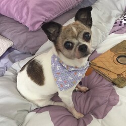 Adopt a dog:Destiny/Chihuahua/Female/Adult,Hi, I’m Destiny, but you can call me Miss Independent! I am 13.5 years young (born April 2007) and I weigh ten pounds.  CRT has made sure that I am up to date on vaccines, had my heartworm test, got my microchip and take my monthly heartworm preventative. 

I get along well with other small dogs as long as they are docile, but I am too feisty for larger dogs, cats, or small children. I’m sweet, but I have a sassy side and will give you a little warning nip if I need my personal space. I prefer to dine alone so I can enjoy my food in peace, away from the other dogs.

As an older gal, I’ve earned my share of pampering! I like to be carried up and down the stairs and will wait patiently for you to carry me across hard flooring to the carpet I prefer. I require a strict potty schedule to avoid accidents in the house. I’m mostly crate trained, but I don’t like to be left alone for long periods of time.

I have a loud bark, and I’m not afraid to speak my mind if I hear loud noises or see neighbors in the yard! I’m told I’m a bit hard of hearing, so my foster family supervises me in the yard to keep me safe.  I love it when they let me explore outside or take me for walks or car rides.

I might take a little time to warm up to you, but once I do, I will be a loyal lap warmer and will curl up at the foot of your bed for a cozy snooze. I’m currently living in Wixom, Michigan, but I’d love to live out the rest of my years with you!

If you are interested in adopting Destiny, please DO NOT SEND A MESSAGE TO OUR RESCUE GROUP.  We are too busy placing dogs in great homes to answer messages and inquiries through the listing site.  

PLEASE GO TO THE LINK BELOW TO COMPLETE AN ADOPTION APPLICATION.
 
www.chihuahua-rescue.com/adoption-application
 
CRT requires an approved adoption application and a home visit for all adoption applicants.  CRT transports to OH, KY, IL, MI, MN, WI.