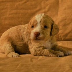Miner/Cockapoo/Male/,I bet that you’ve never seen a puppy like me! I’m just that cute! My name is Miner and playing is my game. I can’t wait to meet my new family. We are going to have so much fun together. We’re going to go for nice walks, play lots of games, and when we’re done we’ll curl up next to each other. Do you think you could be the family for me? I hope so! Oh, and did I mention that I give world-famous puppy kisses? Don’t miss out on them!