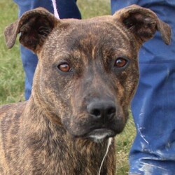 Adopt a dog:Grishom/Boxer/Male/Young,Grishom is an 8 month old male Boxer/ Mountain Cur mix that came to us as a stray.  He is very happy and active, as most pups his age are!  He loves people and other dogs, though we have not yet tried him with cats.  He would love to get out and play and will need a fenced yard to keep him home and safe.  He is at a great age to train and will make a wonderful addition to your family.

If you would like an application go to our website (https://humanesocietypc.com/) and download one and email it back as a Word or PDF document. Please no Google documents.

This dog's adoption fee is $190. That fee includes spaying/ neutering, microchipping, deworming and vaccinations.
