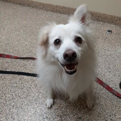 Adopt a dog:IZZY/American Eskimo Dog/Male/Adult,Izzy is about 6 to 7 yrs old. 

He tolerates other dogs, but would rather be the on receiving all the attention. He would do better with older kids or kids that know how to respecte a dog. 
We  have been told he gets along with cats, but there are no cats in the foster home to test him.

He loves to sleep with you. He will actually warm up the bed for you by doing the Eskie dance to make sure the blankets and sheets are all nice and fluff for you. He loves to throw the pillows off the couch and onto the floor. He is one fun loving Eskie. He is about 19lbs. He has separation anxiety and will bark when you leave the house. So no apartment life for him. He loves to run and take walks.  He enjoys barking at the squirrels and birds in the trees. He is a nature lover.

He is fostered near Cincinnati, OH