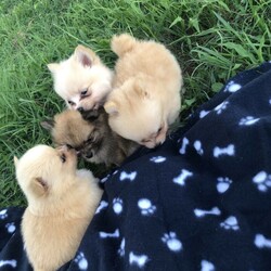Adopt a dog:Purebred Pomeranian Pups/Pomeranian//Younger Than Six Months,I have 6 gorgeous fluffy Pomeranian puppies for sale.Pups were born 7/12/20.Pups will be ready from Monday the 1st of February.I’m going to be in the Brisbane area in the evening on the Friday 5th of February and the Saturday morning on the 6th of February and can bring the pups for pickup in Brisbane.Pups will come vaccinated,microchipped, worm treated and flea and tick treated.$4000 non negotiable.If you are interested please contact me by text message on ******3202. REVEAL_DETAILS When contacting me please provide your first and last name, and where you are located.I get a lot of enquires and this helps so much.Please no gumtree messages or calling.I will try and get back to everyone.RPBA membership number:1632Bin0002070781425