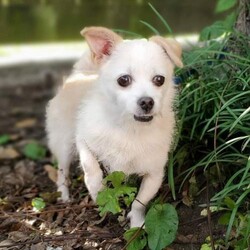 Adopt a dog:Brandy/Wire Fox Terrier/Female/Senior,ADOPTION APPLICATION

http://www.blue-tails.com/our-adoption-application.html

ADOPTION PROCESS

http://www.blue-tails.com/our-adoption-process.html

Brandy is a sweet little lady, 15 years young. She is very quiet and laid back, and enjoys following you around the house observing everything you are doing. She loves to be held in your arms but is not big on sitting on your lap, however, she does like to sit next to you. She loves to have her head and ears petted. She is crate trained, and for the most part potty trained. She is not one to tell you when she has to potty so as long as you take her out on a regular basis, she will not have any accidents in the house. When in her crate, she has never had an accident (she is crated while we are at work and at night to sleep). She loves being outside and her favorite activity is trying to catch lizards. She is great with other dogs, particularly those that are up in age without much energy (her and our 8 year old chi mix get along great). She is fascinated with our cats and runs to look for them. She is big on getting treats, especially cheese. She is an absolute doll for anyone looking for a loving, quiet, laid back companion.