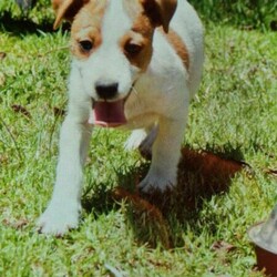 Jack Russel Puppies/Jack Russell Terrier//Younger Than Six Months,Jack Russel Male PuppiesGeelong victoriaLovely Short Legged Male PuppiesDad has Australian show champion blood lineMum the ultimate lap dogvet checkedmicro chippedvaccination up to datewormedBreeder Number: RPBA 3285please call Robert on ******6357 REVEAL_DETAILS 