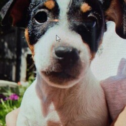 Jack Russel Puppies/Jack Russell Terrier//Younger Than Six Months,Jack Russel Male PuppiesGeelong victoriaLovely Short Legged Male PuppiesDad has Australian show champion blood lineMum the ultimate lap dogvet checkedmicro chippedvaccination up to datewormedBreeder Number: RPBA 3285please call Robert on ******6357 REVEAL_DETAILS 